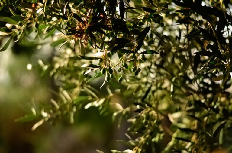 How is Olive Oil Made And What Makes it so Special?